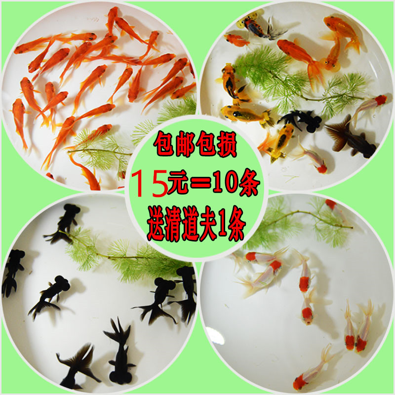 Mini suit Goldfish living thing Scenery Ornamental fish Arowana Butterfly tail Black and red Ornamental Watch Goldfishin the Pet/Pet food and supplies , Aqua World , Fish category - from Buy2taobao.com to provide professional Taobao agent buy service