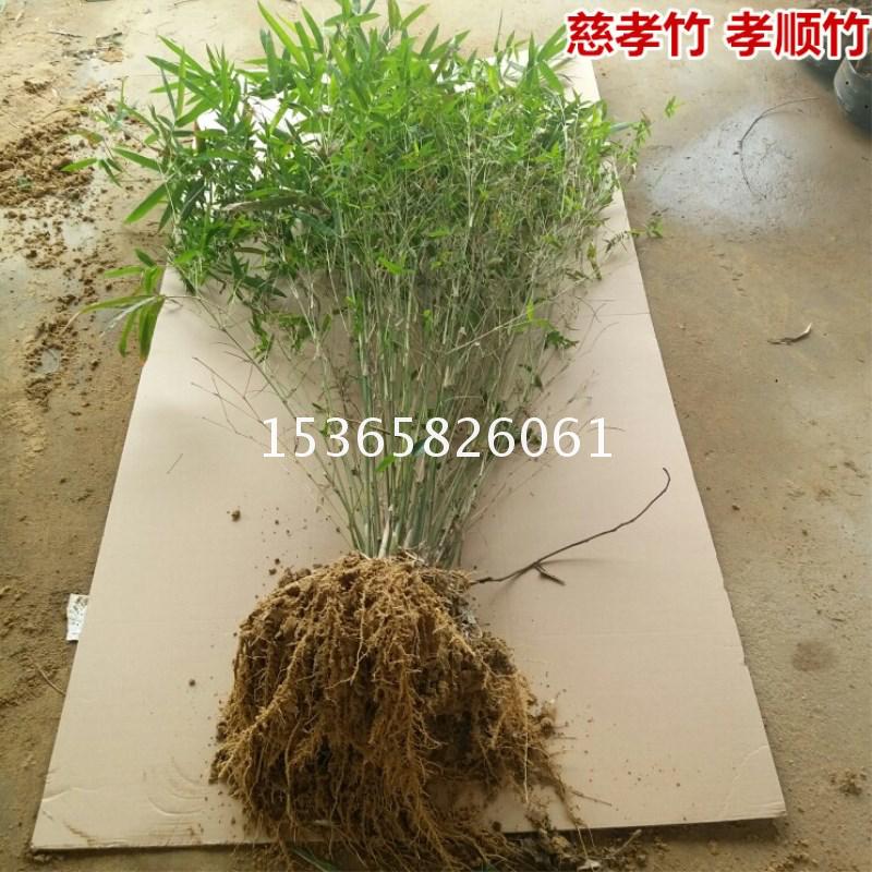 慈孝竹苗风水竹子苗孝顺竹 凤凰竹 蓬莱竹米竹 凤尾竹 佛肚竹庭院在类目 鲜花速递/花卉仿真/绿植园艺, 花卉/绿植盆栽(新), 绿植中 - 来自Buy2taobao.com提供专业的淘宝代购服务