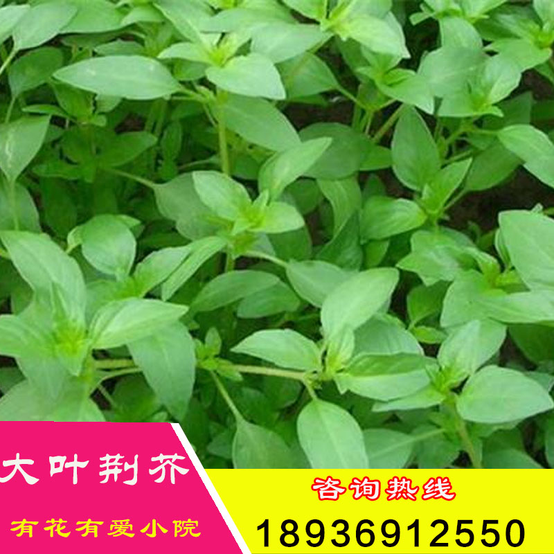 散装大叶荆芥种子 荆芥种子四季易播蔬菜种子 荆芥菜种子阳台盆栽|msdalam kategori penghantaran bunga/bunga simulasi/tumbuhan berkebun, bunga/Buah-buahan dan sayur-sayuran/benih rumput (baru), benih rumah berkebun - dari Buy2taobao.com untuk memberikan perkhidmatan ejen Taobao profesional membeli