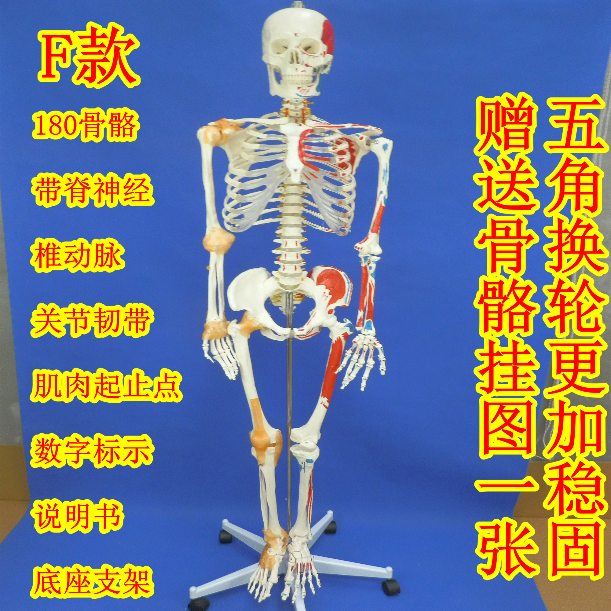 170cm whole body human body Skeleton Model Female sex Bone specimens Model Art 180 a centimeter Skeleton Modelin the Toy/Childs/Puzzle/Building block/Model , Static model , Other model toys category - from Buy2taobao.com to provide professional Taobao agent buy service