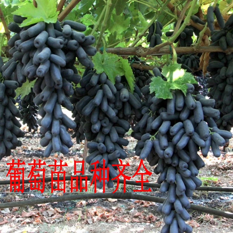 美国甜蜜蓝宝石葡萄苗蓝宝石葡萄树苗南方北方种植地载盆栽果树苗在类目 鲜花速递/花卉仿真/绿植园艺, 花园植物/行道树/果树, 果树中 - 来自Buy2taobao.com提供专业的淘宝代购服务