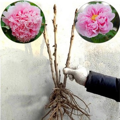 牡丹花苗 庭院植物七年大苗 菏泽牡丹苗室内绿植盆栽花卉包邮在类目 办公设备/耗材/相关服务, 包装设备/标牌及耗材, 包裹袋/编织袋中 - 来自Buy2taobao.com提供专业的淘宝代购服务