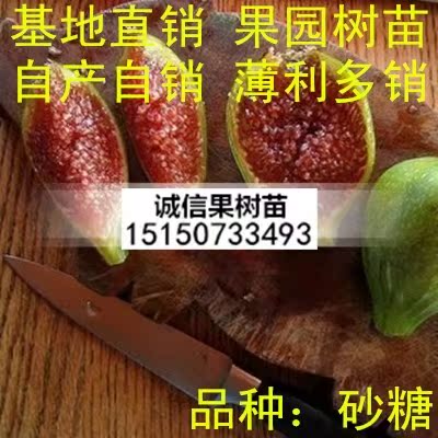 無花果樹苗盆栽地栽無花果苗南方北方種植庭院植物當年結果苗在類目 農用物資, 種子/種苗, 水果種子/種苗中 - 來自Buy2taobao.com提供專業的淘寶代購服務