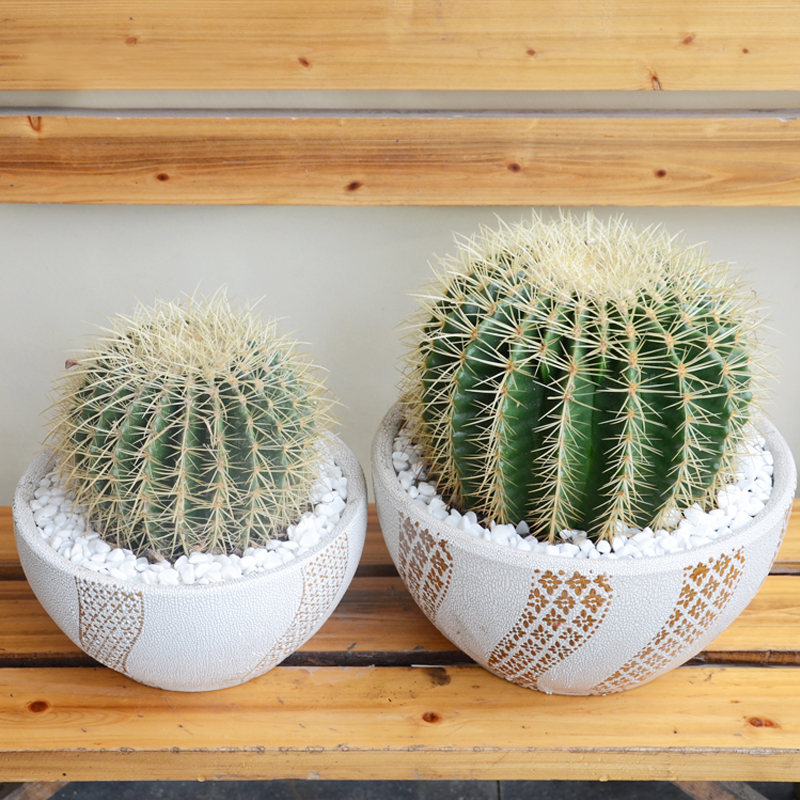 Echinocactus cactus Formaldehyde absorption Radiation protection Succulent plants Celestial family indoor Potted plant flowers and plants Chengdu Gold leafin the Flower delivery/Flowers simulation/Plants gardening , Flowers/Potted plants (New) , Succulents category - from Buy2taobao.com to provide professional Taobao agent buy service