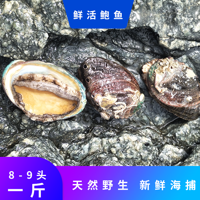 大连鲍鱼鲜活鲍鱼即食小鲍鱼鲍鱼鲜活超大8头鲍鱼活鲍鱼鲍鱼鲜活在类目 水产肉类/新鲜蔬果/熟食, 海鲜/水产品/制品, 贝类, 鲍鱼中 - 来自Buy2taobao.com提供专业的淘宝代购服务