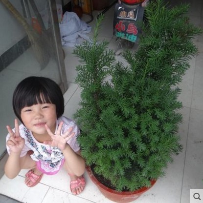 Yew bonsai Yew pot Yew bonsai Yew tree Deliver goodsin the Flower delivery/Flowers simulation/Plants gardening , Flowers/Potted plants (New) , Plants category - from Buy2taobao.com to provide professional Taobao agent buy service