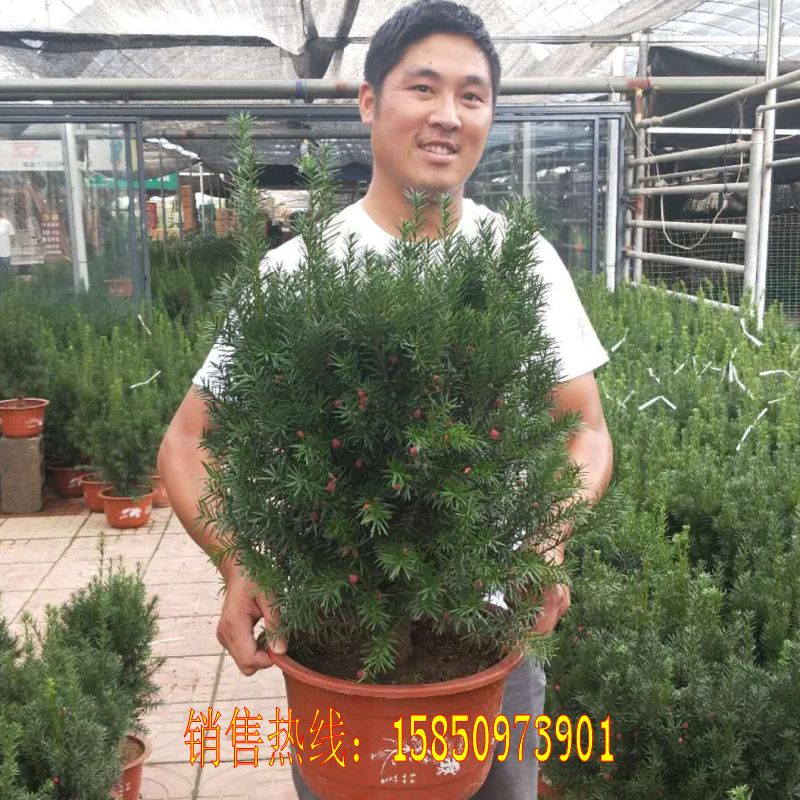 Yew Mastering Yew Yew bonsai Yew treesin the Flower delivery/Flowers simulation/Plants gardening , Flowers/Potted plants (New) , Plants category - from Buy2taobao.com to provide professional Taobao agent buy service
