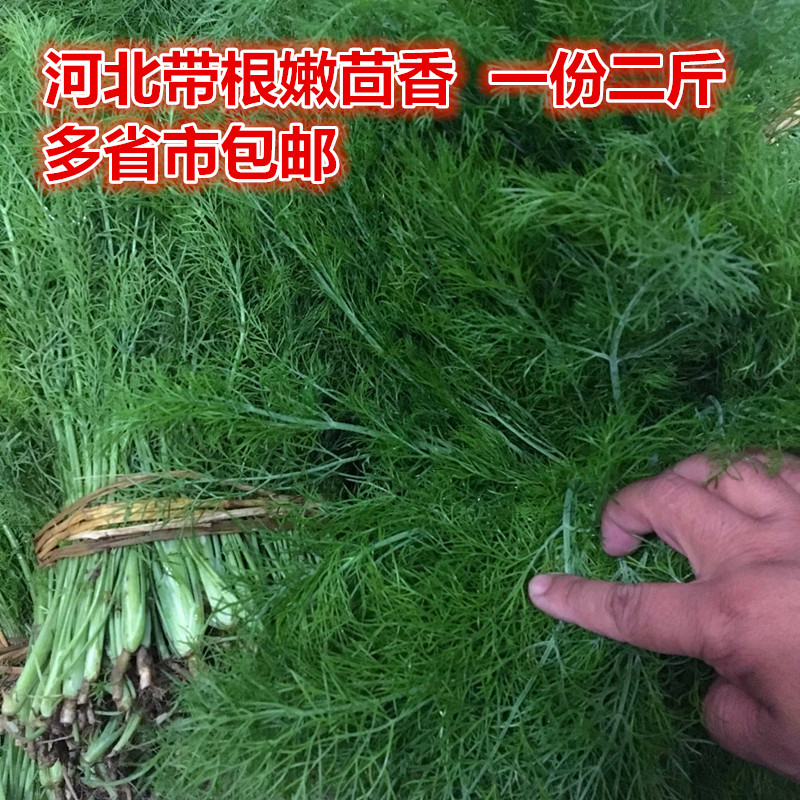 茴香菜新鲜带根嫩茴香农产品新鲜蔬菜茴香饺子馅一份二斤顺丰包邮|msdalam kategori daging perikanan/Buah-buahan segar dan sayur-sayuran/dimasak, sayur-sayuran segar/Vegetable Products, sayur-sayuran segar, lain - dari Buy2taobao.com untuk memberikan perkhidmatan ejen Taobao profesional membeli