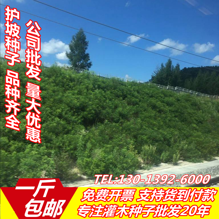 灌木种子刺槐猪屎豆紫穗槐银合欢小冠花多年生绿化护坡固土草种籽在类目 鲜花速递/花卉仿真/绿植园艺, 花卉/蔬果/草坪种子(新), 家庭园艺种子中 - 来自Buy2taobao.com提供专业的淘宝代购服务