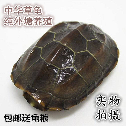 China Tortoise living thing Turtle pet Gold turtle Longevity turtle lovers Little Turtle 6-10 centimeterin the Pet/Pet food and supplies , Aqua World , Turtle/Turtle category - from Buy2taobao.com to provide professional Taobao agent buy service
