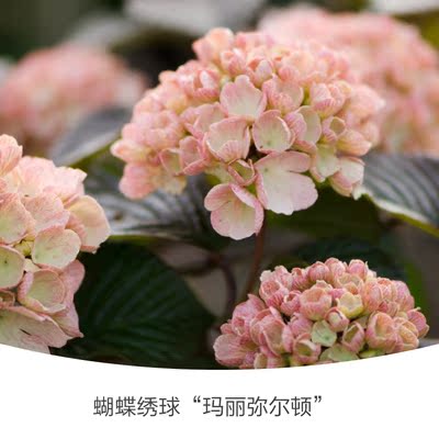 Grocery child|Butterflies Hydrangea C3 Potted seedlings courtyard Garden Gardening Bush Zhu Hua goods in stockin the Flower delivery/Flowers simulation/Plants gardening , Flowers/Potted plants (New) , Flowers category - from Buy2taobao.com to provide professional Taobao agent buy service