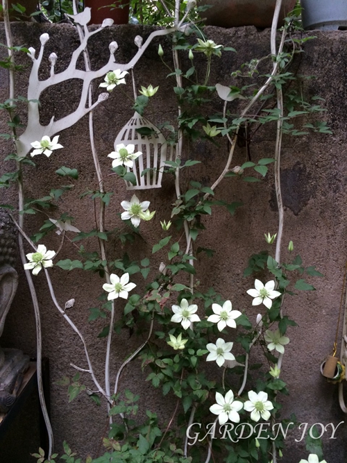 Grocery child|Garden groceries Iron flower Clematis cane frame screen fencein the Flower delivery/Flowers simulation/Plants gardening , Gardening supplies , Other Garden Supplies category - from Buy2taobao.com to provide professional Taobao agent buy service