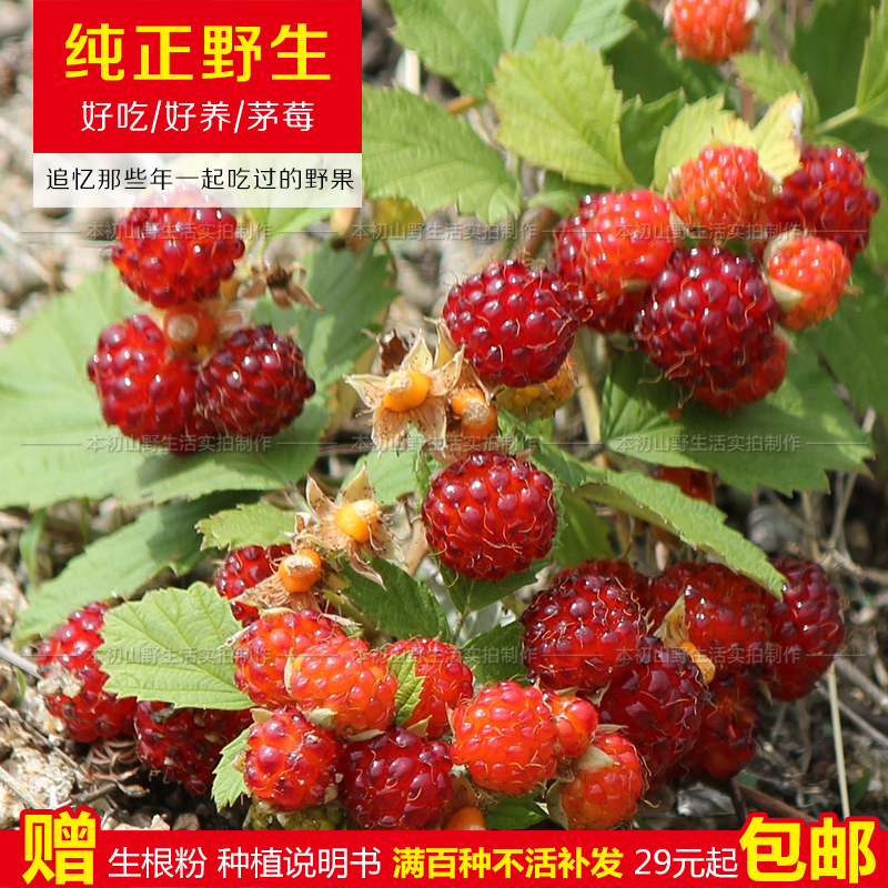 wild Wild fruit Mao raspberries Rubus Plum Wild Strawberries In public raspberry Saplingin the Flower delivery/Flowers simulation/Plants gardening , Garden Plants/Trees/Fruit tree, Fruit tree category - from Buy2taobao.com to provide professional Taobao agent buy service