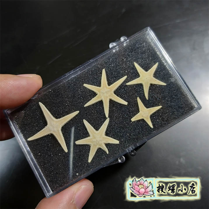 1.5-2.7 centimeter Deformity Small starfishin the Home accessories , Creative Jewelry , Conch/Shell/Coral category - from Buy2taobao.com to provide professional Taobao agent buy service