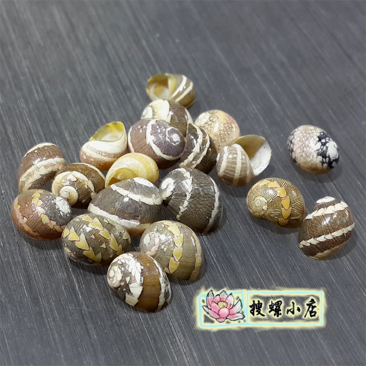 7毫米蜒螺/满150元全国包邮|msdalam kategori Aksesori rumah, barang kemas kreatif, Conch/Shell/Coral - dari Buy2taobao.com untuk memberikan perkhidmatan ejen Taobao profesional membeli
