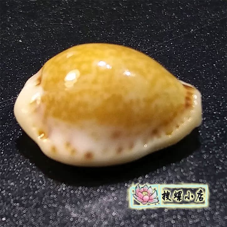 1.5 centimeter Caribbean Po Lo /GEMin the Home accessories , Creative Jewelry , Conch/Shell/Coral category - from Buy2taobao.com to provide professional Taobao agent buy service