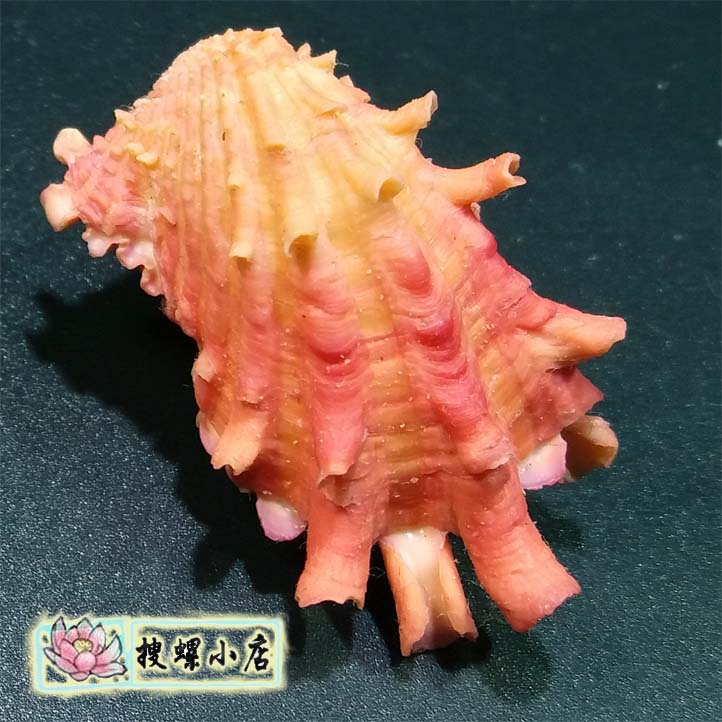 3.5 centimeter Abacusin the Home accessories , Creative Jewelry , Conch/Shell/Coral category - from Buy2taobao.com to provide professional Taobao agent buy service