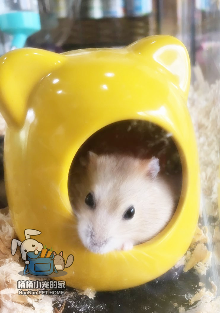 Nannan Pudding Hamsters Baby hamster living thing Domesticated Pets Hamsters pudding Pack healthyin the Pet/Pet food and supplies , Class pet hamsters and other small , Hamsters category - from Buy2taobao.com to provide professional Taobao agent buy service