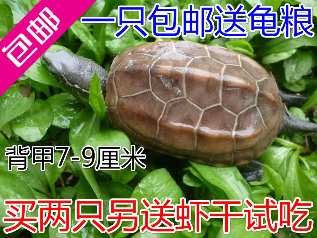 【包郵】山龜7-9cm中華草龜金線烏龜墨龜冷水龜陸龜活體烏龜招財在類目 橡塑材料及制品, 塑料容器, 塑料袋/編織袋中 - 來自Buy2taobao.com提供專業的淘寶代購服務