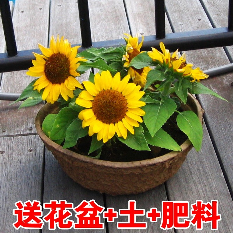 矮向日葵種子植物食用向日葵種籽盆栽室內花籽花卉四季開花種籽子在類目 鮮花速遞/花卉仿真/綠植園藝, 花卉/蔬果/草坪種子(新), 家庭園藝種子中 - 來自Buy2taobao.com提供專業的淘寶代購服務
