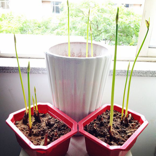 绿植彼岸花曼珠沙华盆栽花种子大种球石蒜花 阳台室内四季种花卉|ruв категории доставка цветов/цветок моделирования/растения садоводства, цветок/овощи и фрукты/газон семян (новая), мяч - от Buy2taobao.com для оказания профессиональной услуги покупки агента Taobao