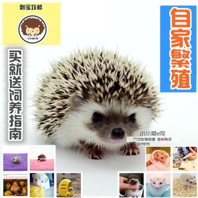 可爱白宠物刺猬大型杏色全品巨型小型刺猬宝宝 拇指宠物养殖白色|msdalam kategori haiwan peliharaan/makanan haiwan dan bekalan, haiwan kesayangan yang lain, haiwan kesayangan yang lain - dari Buy2taobao.com untuk memberikan perkhidmatan ejen Taobao profesional membeli