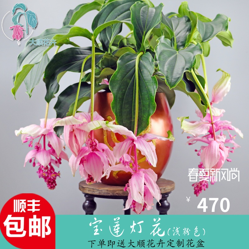【大顺花卉】高端观赏花卉宝莲灯花珍珠宝莲美丁花浅粉红色带花苞|msdalam kategori penghantaran bunga/bunga simulasi/tumbuhan berkebun, bunga/Tumbuh-tumbuhan tumbuh-tumbuhan pasu (baru), bunga - dari Buy2taobao.com untuk memberikan perkhidmatan ejen Taobao profesional membeli