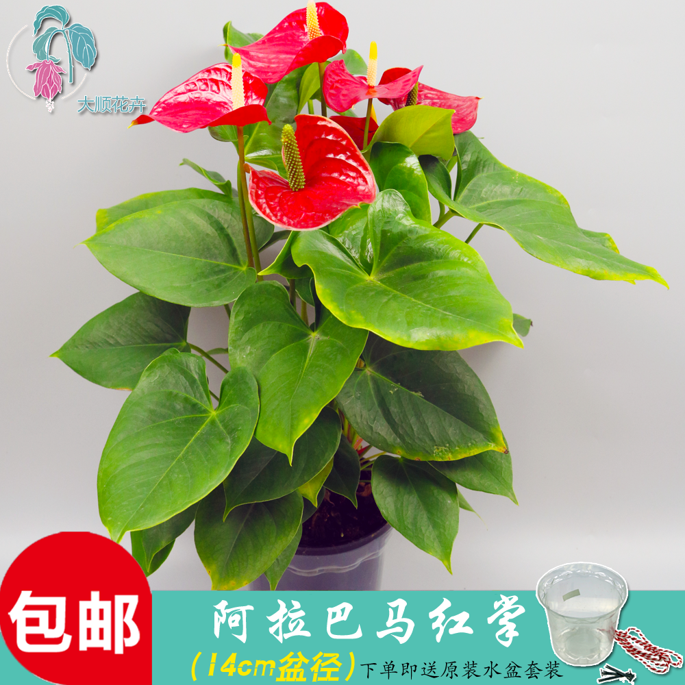 【大顺花卉】迷你阿拉巴马红掌趣味观赏盆栽14cm盆径 室内小绿植|ruв категории доставка цветов/цветок моделирования/растения садоводства, цветок/растения в горшках (новый), цветок - от Buy2taobao.com для оказания профессиональной услуги покупки агента Taobao