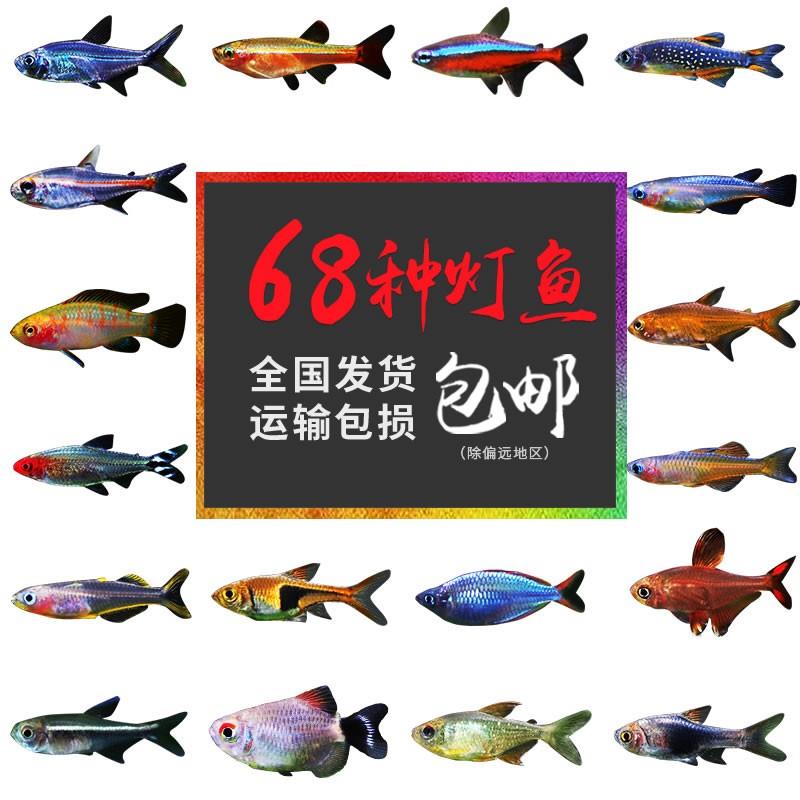 灯科活体热带观赏鱼神仙宝莲灯斑马淡水金鱼清道夫孔雀小型红绿灯在类目 宠物/宠物食品及用品, 水族世界, 鱼中 - 来自Buy2taobao.com提供专业的淘宝代购服务