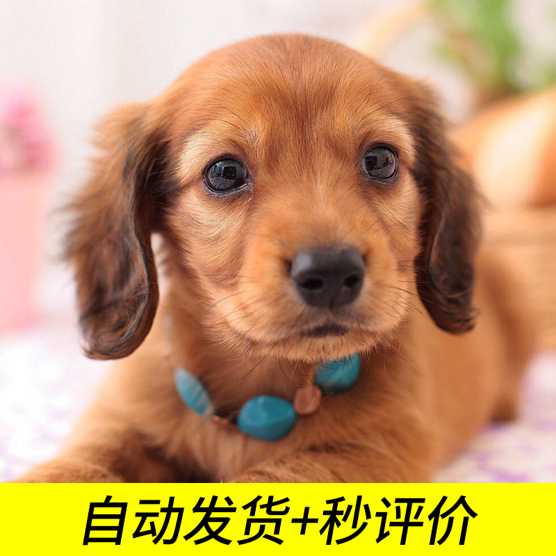 0.01/ One cent of yuan commodity/Automatic delivery wallpaper Hair second/Comment 10 Fen/fictitious picture Commodityin the Web store voucher/Coupon , Web store vouchers category - from Buy2taobao.com to provide professional Taobao agent buy service