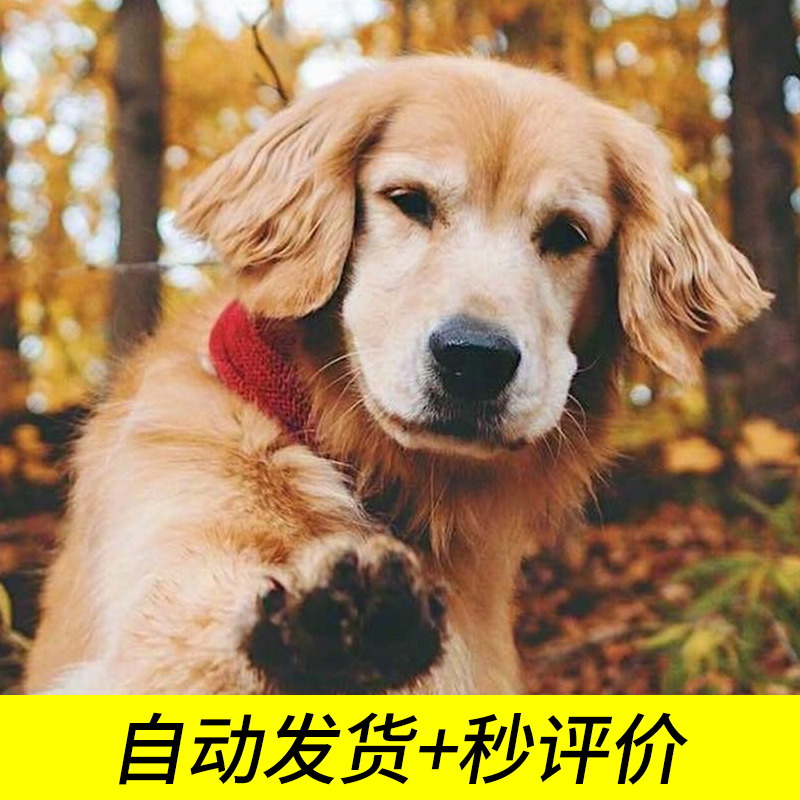 一分钱的小礼品0.01/元商品虚拟图片一毛/钱壁纸自动发货秒/评在类目 网络店铺代金/优惠券, 网络店铺代金券中 - 来自Buy2taobao.com提供专业的淘宝代购服务