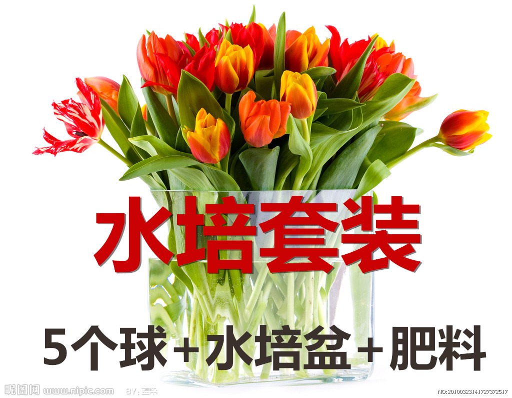 colour flowers and plants plant Plastic pots Tolstoy tulips Hyacinth Freesia Seed ball Flower potin the Flower delivery/Flowers simulation/Plants gardening , Flowers/Fruits and vegetables/Lawn seed (New) , Bulbs category - from Buy2taobao.com to provide professional Taobao agent buy service