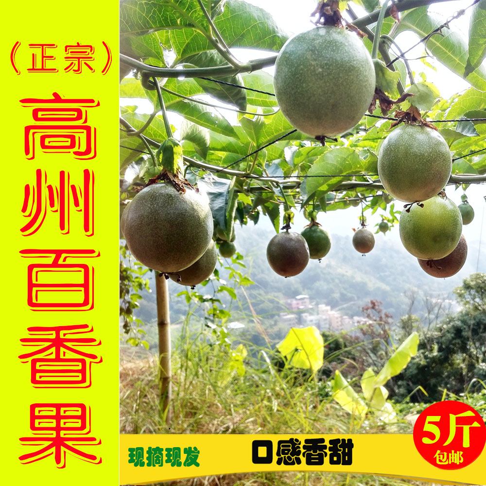 5斤新鲜百香果现摘特级果广东高州特产鸡蛋果非进口水果包邮在类目 水产肉类/新鲜蔬果/熟食, 新鲜水果, 百香果中 - 来自Buy2taobao.com提供专业的淘宝代购服务