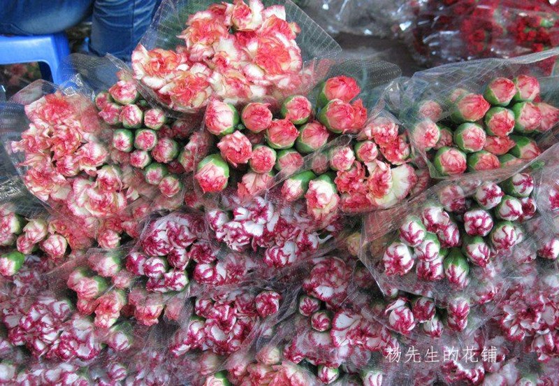 家用水养云南昆明康乃馨多色可选上海鲜花速递2扎包邮顺丰直达|ruв категории доставка цветов/цветок моделирования/растения садоводства, доставка цветов (город) - от Buy2taobao.com для оказания профессиональной услуги покупки агента Taobao