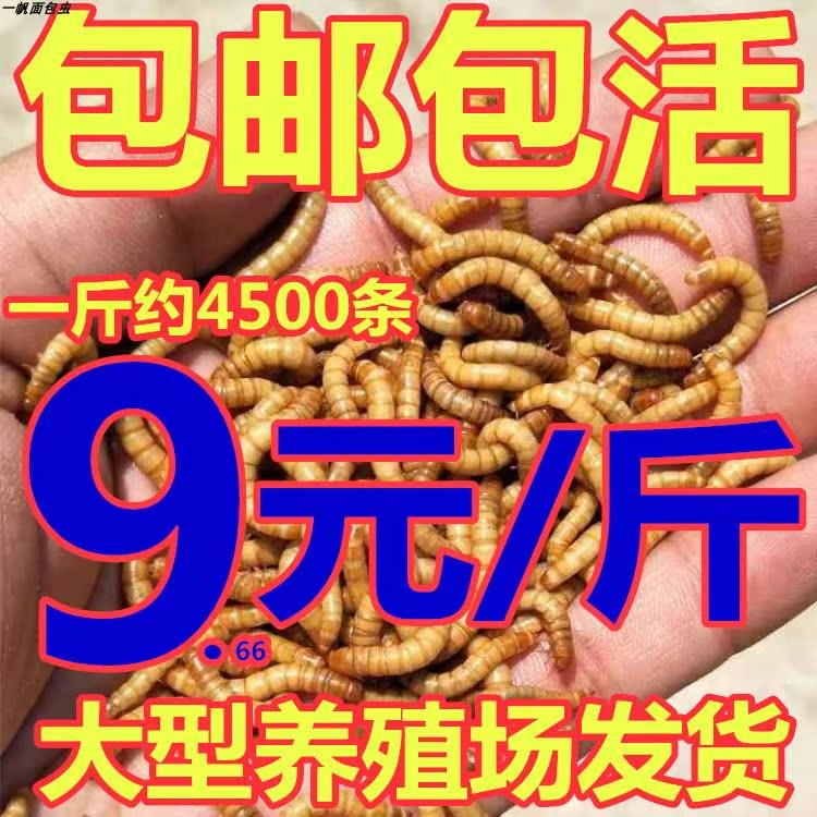 Tenebrio Mealworms living thing Fresh insect species Arowana Tortoise Hamsters Pets living thing feed 500gin the Pet/Pet food and supplies , Reptile/Insects and supplies Ming , Reptile/Ming insect food category - from Buy2taobao.com to provide professional Taobao agent buy service