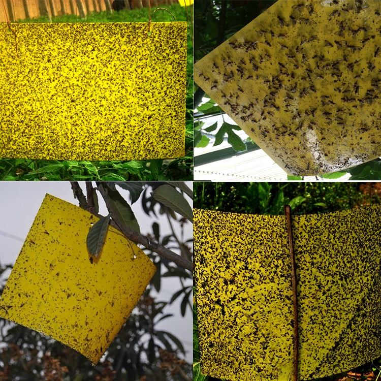 黄蚊蝇防水粘蝇板贴果园诱驱蚊纸新品灭蚊虫粘版果虫庭院防虫双面|msdalam kategori penghantaran bunga/bunga simulasi/tumbuhan berkebun, Gardening Supplies, Peralatan Perkebunan lain - dari Buy2taobao.com untuk memberikan perkhidmatan ejen Taobao profesional membeli