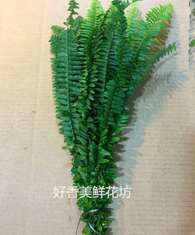 云南鲜排草扎 鲜切 婚礼用 排草 配草 一扎起批在类目 鲜花速递/花卉仿真/绿植园艺, 鲜花速递(同城)中 - 来自Buy2taobao.com提供专业的淘宝代购服务