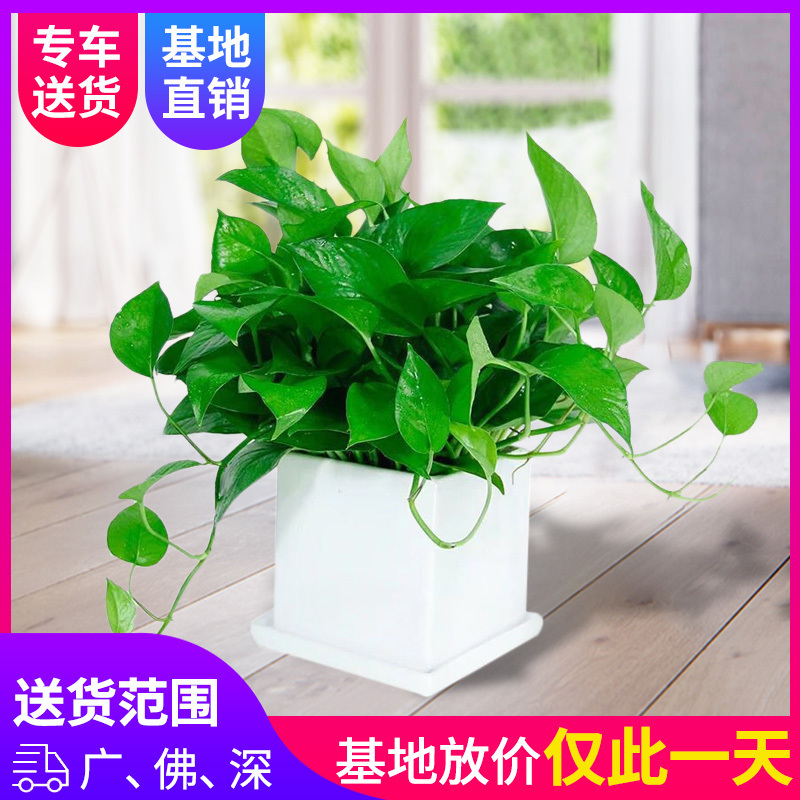 綠蘿吊蘭盆栽植物吸甲醛綠植辦公室內淨化空氣桌面盆栽深圳外不發在類目 鮮花速遞/花卉仿真/綠植園藝, 花卉/綠植盆栽(新), 綠植中 - 來自Buy2taobao.com提供專業的淘寶代購服務