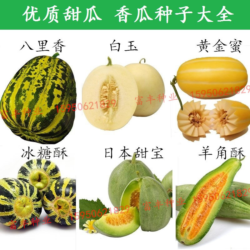 正品日本甜宝种子早熟羊角蜜脆种子花皮酥甜瓜种子八里香瓜种子在类目 农用物资, 种子/种苗, 水果种子/种苗中 - 来自Buy2taobao.com提供专业的淘宝代购服务
