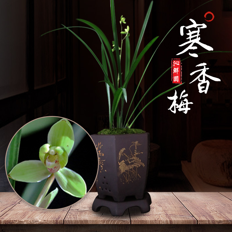 沁鲜园花卉兰花寒香梅盆栽植物带花苞室内绿植阳台办公司盆栽盆景|ruв категории доставка цветов/цветок моделирования/растения садоводства, цветок/растения в горшках (новый), цветок - от Buy2taobao.com для оказания профессиональной услуги покупки агента Taobao