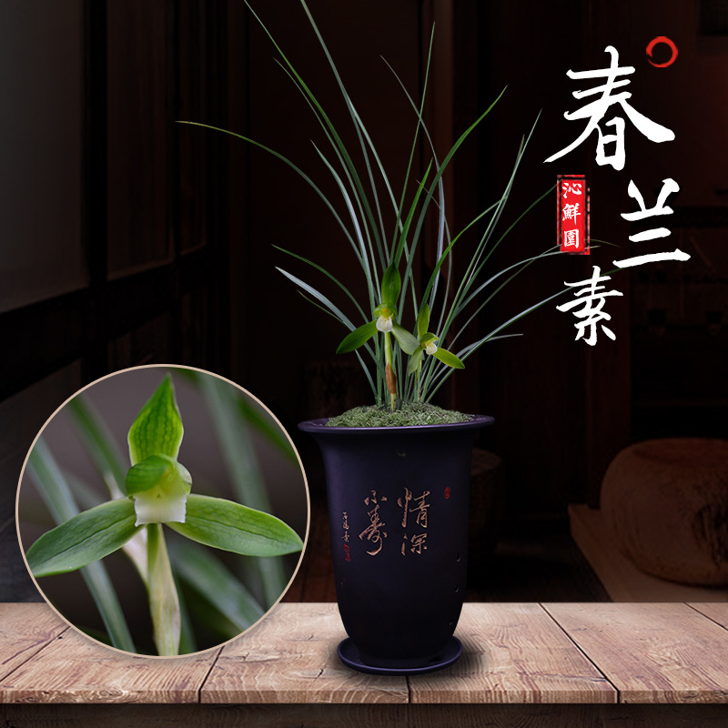 沁鲜园名贵极品室内兰花盆栽花卉春兰素趣味绿植兰草苗稀有微盆景|msdalam kategori penghantaran bunga/bunga simulasi/tumbuhan berkebun, bunga/Tumbuh-tumbuhan tumbuh-tumbuhan pasu (baru), bunga - dari Buy2taobao.com untuk memberikan perkhidmatan ejen Taobao profesional membeli