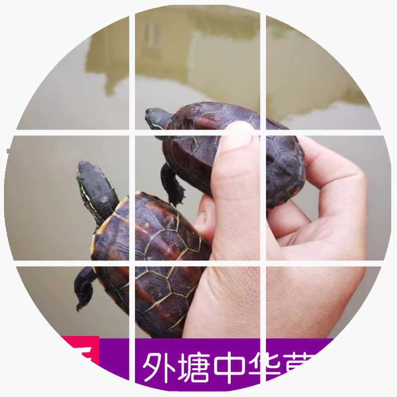 宠物活体 中华草龟外塘草龟小观赏龟水龟金线龟乌龟小宠物包邮|msdalam kategori haiwan peliharaan/makanan haiwan dan bekalan, Aquarium World, penyu/penyu - dari Buy2taobao.com untuk memberikan perkhidmatan ejen Taobao profesional membeli