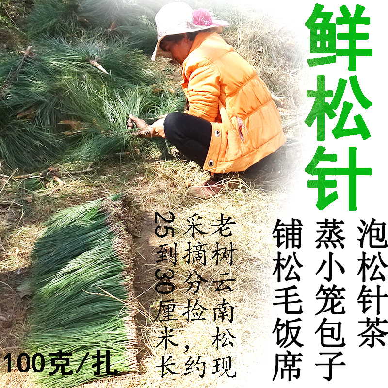 新鲜松树叶蒸包子松针泡茶清新空气云南高海拔山区野生百年松树在类目 传统滋补营养品, 养生茶中 - 来自Buy2taobao.com提供专业的淘宝代购服务