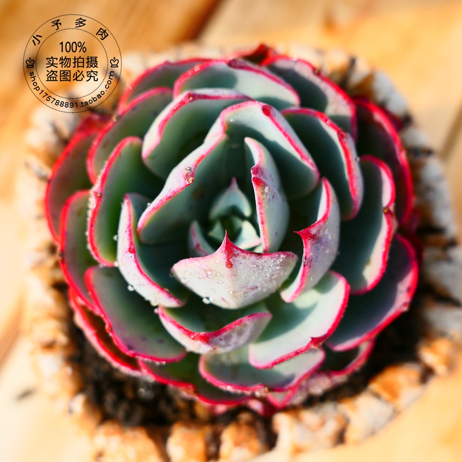 Baozi Amixing Single head Succulent plants Mini Little to meat FULLin the Flower delivery/Flowers simulation/Plants gardening , Flowers/Potted plants (New) , Succulents category - from Buy2taobao.com to provide professional Taobao agent buy service