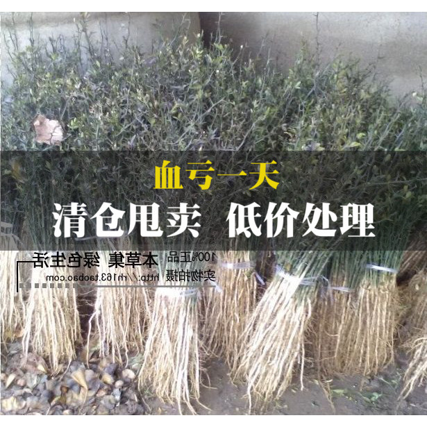 带刺篱笆墙小苗,天然菜园果园造刺树苗。带刺植物苗子,绿篱带刺在类目 鲜花速递/花卉仿真/绿植园艺, 花园植物/行道树/果树, 观叶 /花灌木中 - 来自Buy2taobao.com提供专业的淘宝代购服务