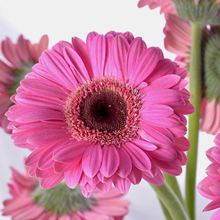 Yunnan Kunming Base Straight hair Air transport Water to keep flower Gerbera Velvet Orchids Ping Pong Orchidsin the Flower delivery/Flowers simulation/Plants gardening , Flower delivery(City) category - from Buy2taobao.com to provide professional Taobao agent buy service