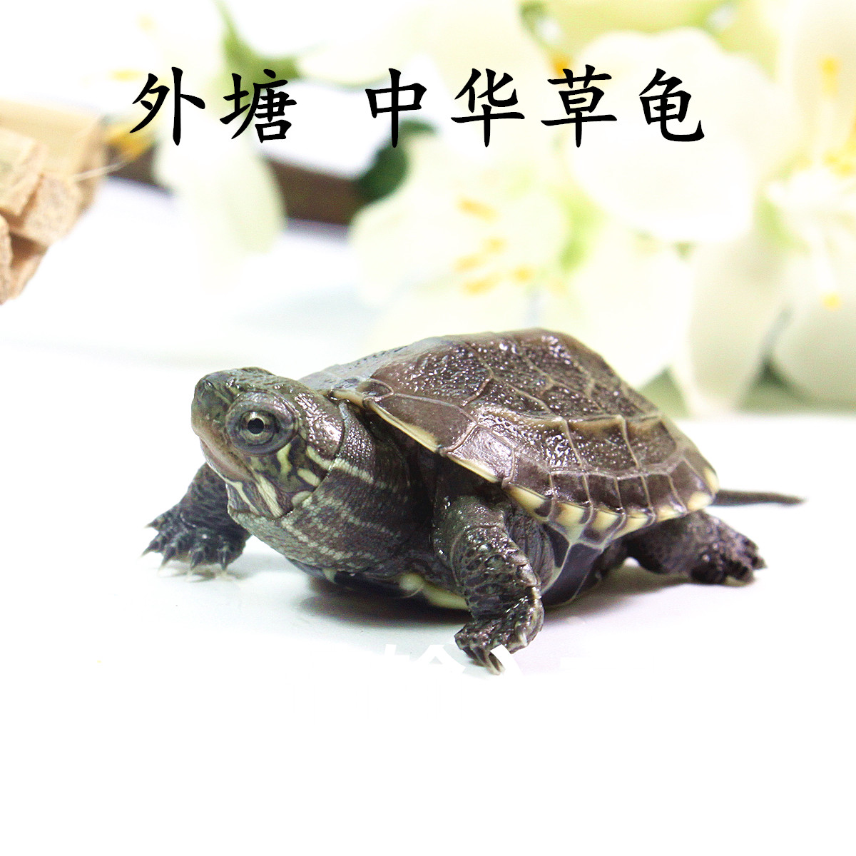 小乌龟活体宠物龟巴西龟苗中华草龟招财龟彩龟小鳄龟地图龟金线龟|ruв категории животное/Животное питание и принадлежностей, аквариум мира, черепаха/черепаха - от Buy2taobao.com для оказания профессиональной услуги покупки агента Taobao