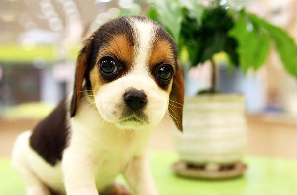 纯种比格犬活体幼犬 纯种比格犬/米格鲁猎兔犬 厦门宠物狗狗4在类目 宠物/宠物食品及用品, 狗狗中 - 来自Buy2taobao.com提供专业的淘宝代购服务