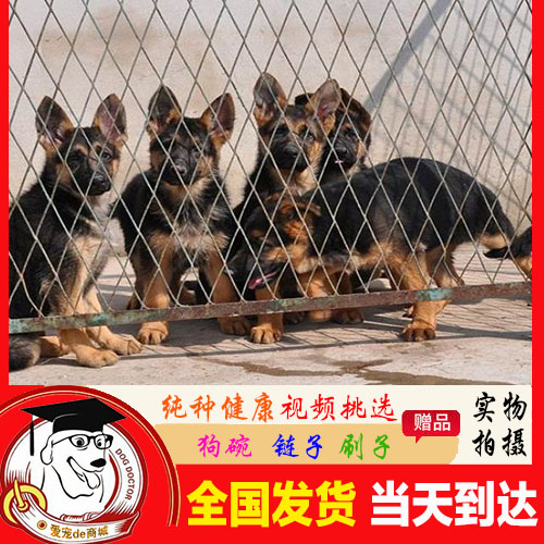 Changsha Germany Collie Puppies Thoroughbred Race Class German Shepherd Puppies Wolfhound Pets Dog living D1in the Pet/Pet food and supplies , Dogs category - from Buy2taobao.com to provide professional Taobao agent buy service