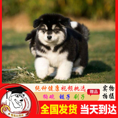 Shenzhen Alaska Dog living thing Puppies giant Alaska Malamute Pet dog living thing Sell A2in the Pet/Pet food and supplies , Dogs category - from Buy2taobao.com to provide professional Taobao agent buy service